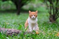 cat siting on the ground Royalty Free Stock Photo